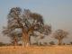 polpa di baobab adansonia