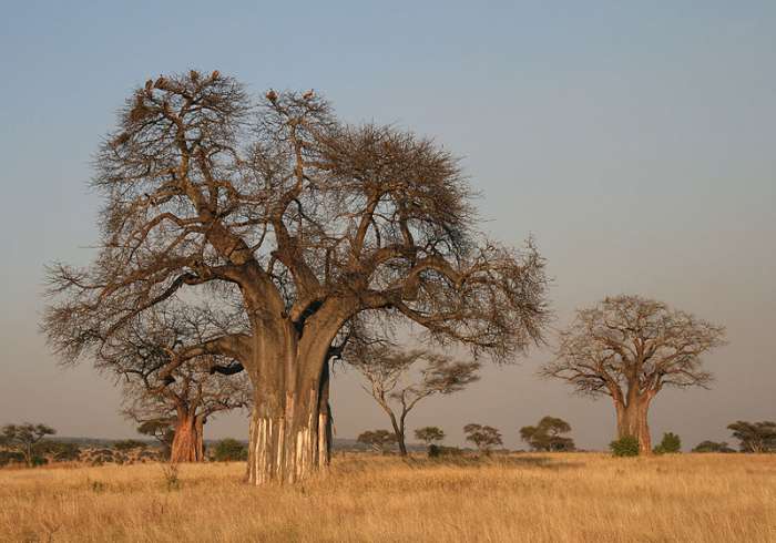 baobab-adansonia-polpa-di-baobab