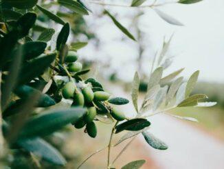 tisana di foglie di olivo