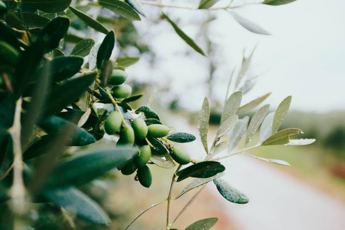 tisana di foglie di olivo